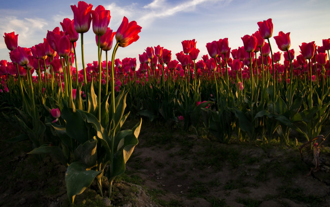 Обои картинки фото цветы, тюльпаны, красные, поле, небо