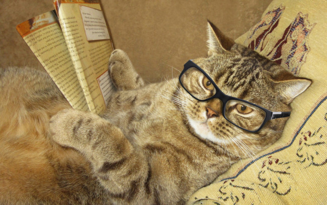Обои картинки фото юмор и приколы, очки, креатив, лежит, журнал, подушка, умный, юмор, кот, читает