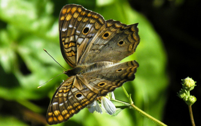 Обои картинки фото животные, бабочки,  мотыльки,  моли, бабочка, природа, мотылек, крылья