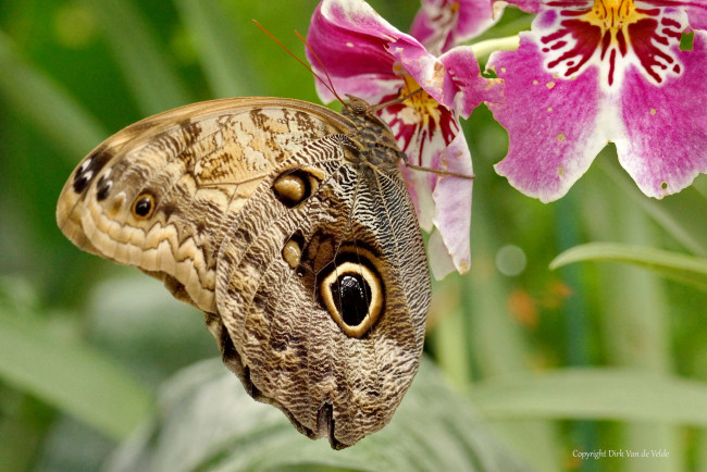 Обои картинки фото животные, бабочки,  мотыльки,  моли, бабочка, орхидеи