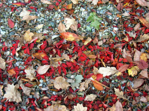 Картинка природа листья осень камни