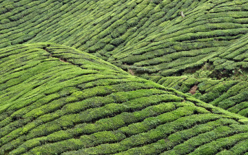 Картинка природа горы чай зелень холмы