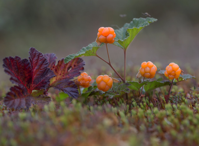 Обои картинки фото природа, ягоды, оранжевые