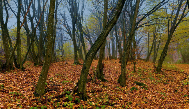 Обои картинки фото природа, лес, осень, стволы, листопад