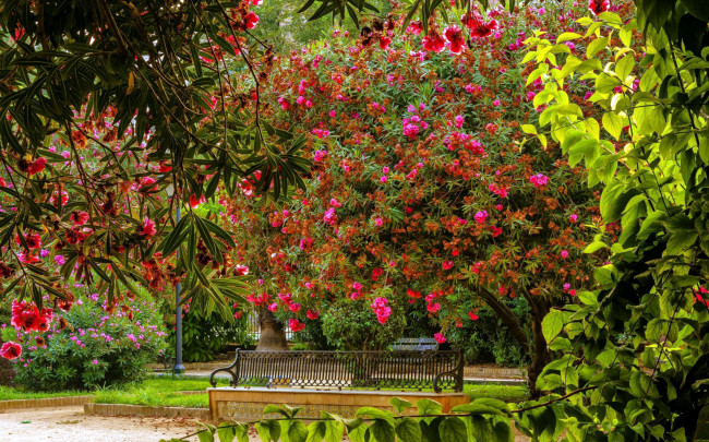 Обои картинки фото природа, парк, скамейка, деревья, цветущие