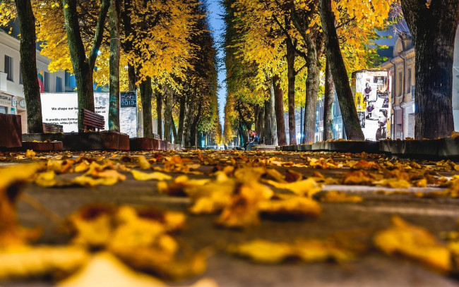 Обои картинки фото города, нью-йорк , сша, улица, деревья, листья, осень