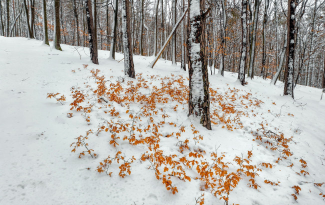 Обои картинки фото природа, зима, листья, деревья, снег