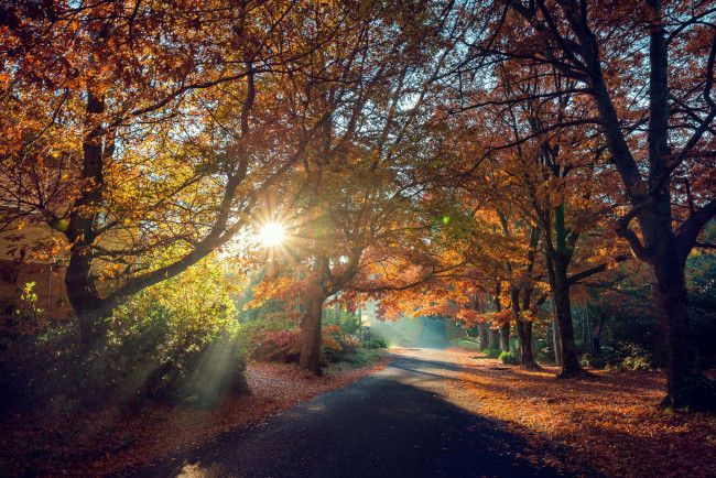 Обои картинки фото природа, дороги, осень, листопад, шоссе