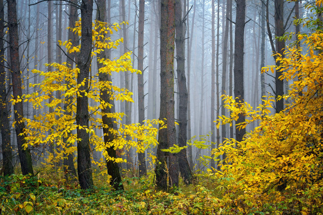 Обои картинки фото природа, лес, туман, деревья, осень