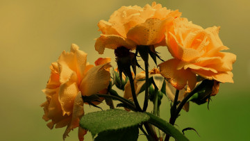 Картинка цветы розы куст персиковые капли