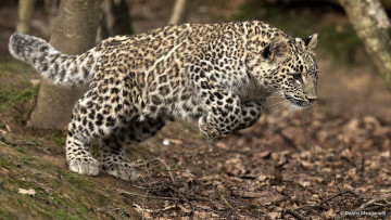 Картинка животные леопарды леопард котенок