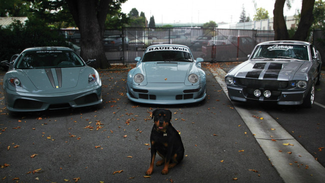 Обои картинки фото автомобили, разные вместе, суперкары, собака, голубой