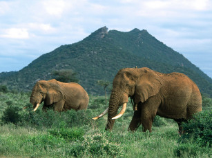 обоя african, elephants, africa, животные, слоны