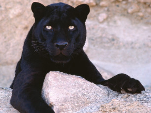 Картинка dark look black leopard животные пантеры