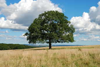 Картинка природа деревья пейзаж облака луг