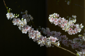 Картинка цветы цветущие деревья кустарники лепестки ветка