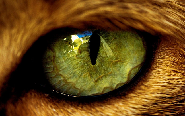 Обои картинки фото разное, глаза, кошачий, глаз, зеленый