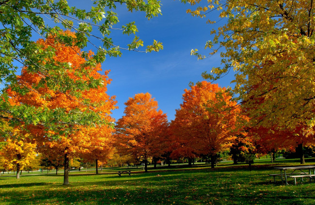 Обои картинки фото природа, деревья, парк, осень