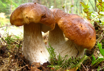 Картинка природа грибы боровики трио