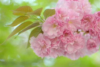 Картинка цветы сакура вишня ветка розовый