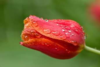 Картинка цветы тюльпаны бутон капли макро