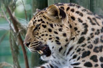 Картинка животные леопарды амурский леопард морда