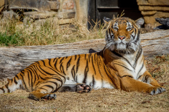 Картинка животные тигры тигр отдых