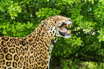 Картинка животные Ягуары клыки пасть ягуар