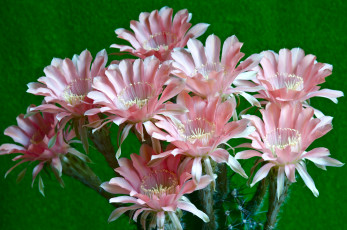 Картинка цветы кактусы розовый
