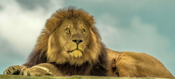 Картинка животные львы царь зверей грива