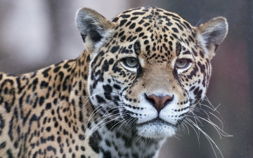 Картинка животные Ягуары взгляд