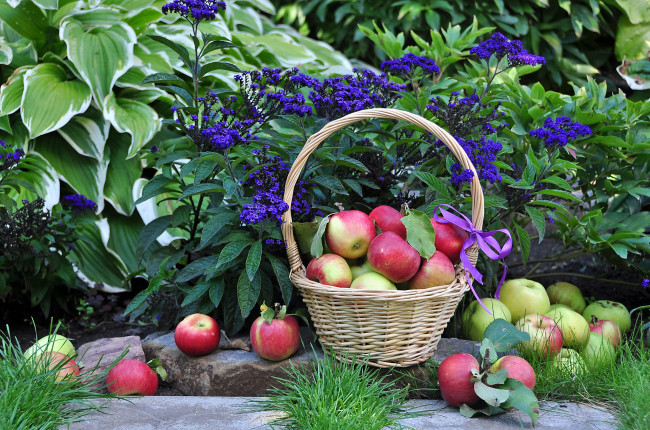 Обои картинки фото еда, Яблоки, плоды, корзина
