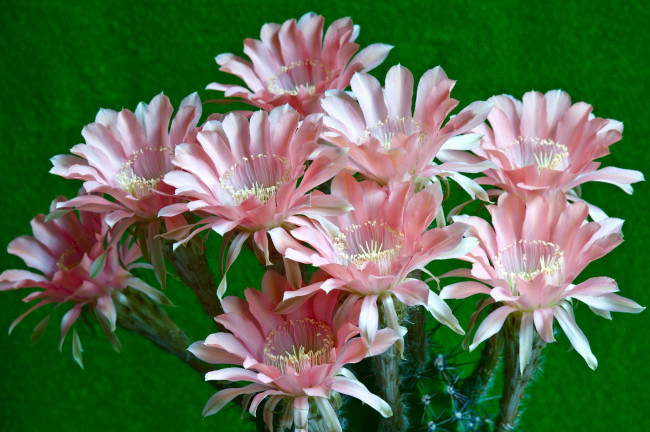 Обои картинки фото цветы, кактусы, розовый