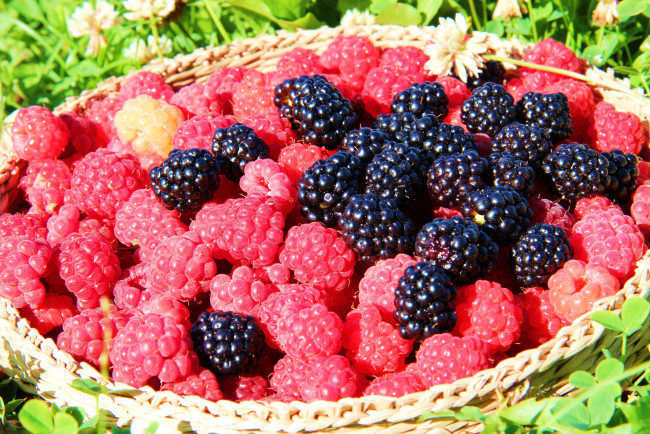Обои картинки фото еда, фрукты, ягоды, корзина, ежевика, малина
