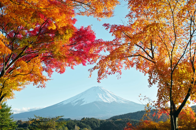 Обои картинки фото природа, горы, клены, осень, вершина, фудзияма