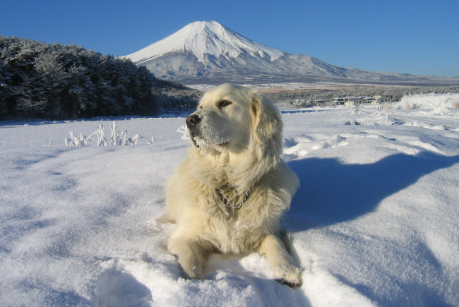Обои картинки фото животные, собаки, взгляд, собака, снег, поле, гора