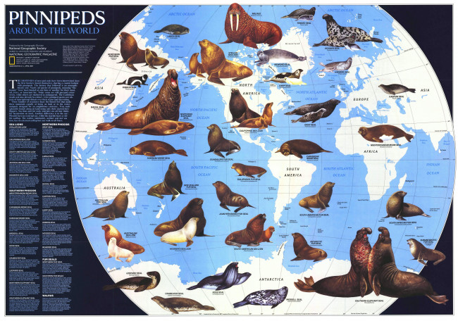 Обои картинки фото разное, глобусы, карты, мировой, океан, тюлени