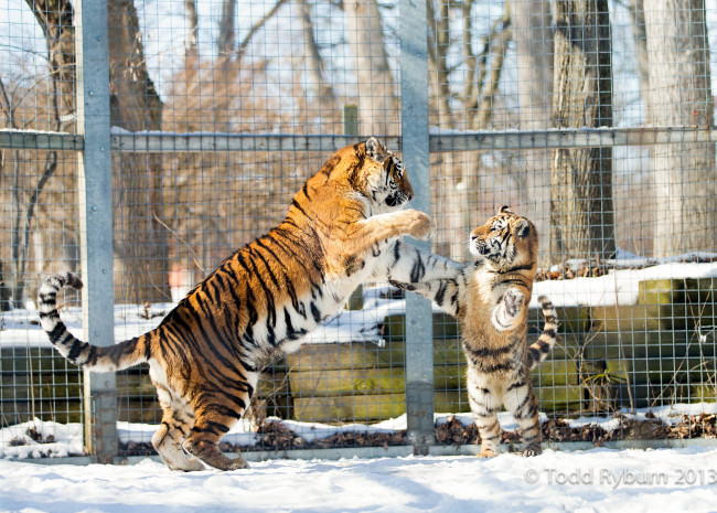 Обои картинки фото животные, тигры, амурские, игра, снег, пара, тигрица, тигренок