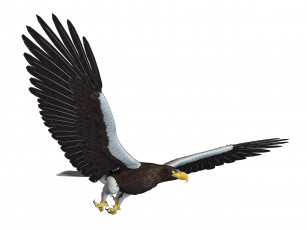 Картинка 3д+графика животные+ animals орел