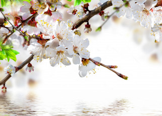 Картинка цветы цветущие+деревья+ +кустарники весна вода цветение цветочки веточки