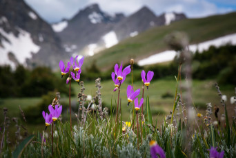 Картинка цветы додекатеон+ дряквенник додекатеон цветение природа горы