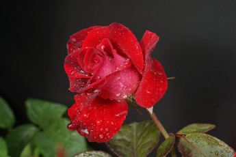 Картинка цветы розы цветок роза бутон капли