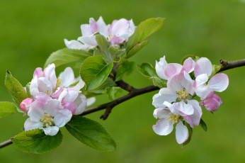 Картинка цветы цветущие+деревья+ +кустарники apple flowers листья ветка leaves branch яблони