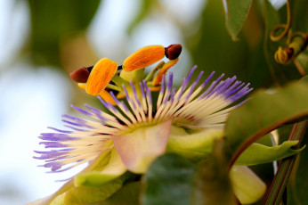 Картинка цветы пассифлора passiflora цветение