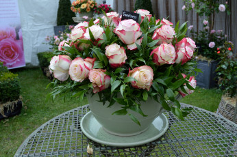 Картинка цветы розы cup чашка rose bouquet flowers букет