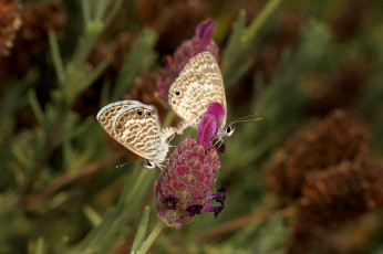 Картинка животные бабочки растение пара