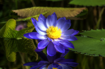 Картинка цветы лилии+водяные +нимфеи +кувшинки вода листья водяные лилии