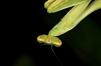 Картинка животные богомолы зелёный тёмный фон богомол насекомое