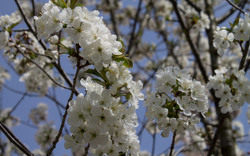Картинка цветы цветущие+деревья+ +кустарники ветка вишня