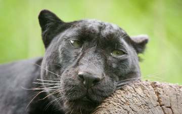 Картинка животные леопарды чёрный леопард пантера кошка морда взгляд